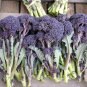 Exclusive Broccoli Purple Sprouting Cold Hardy! Bulk Non-Gmo Rare Fun!