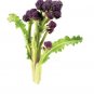Exclusive Broccoli Purple Sprouting Cold Hardy! Bulk Non-Gmo Rare Fun!