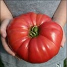 Top-Quality GIANT Delicious Tomato World Record 7 lbs 12 oz! BIG HEIRLOOM Top-Quality GIANT Delicious Tomato World Record 7 lbs 12 oz! BIG HEIRLOOM