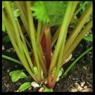 Top-Quality Redpar Cutting Red Celery! Seeds ORGANIC Super Rare! Non-GMO Bulk Top-Quality Redpar Cutting Red Celery! Seeds ORGANIC Super Rare! Non-GMO Bulk