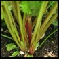 Top-Quality Redpar Cutting Red Celery! Seeds ORGANIC Super Rare! Non-GMO Bulk