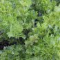 Top-Quality Redpar Cutting Red Celery! Seeds ORGANIC Super Rare! Non-GMO Bulk