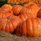 New Arrival 10 seeds Big Max Giant Pumpkin Heirloom Huge prizewinners weigh 100+ pounds!