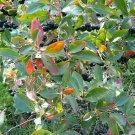 Exclusive Black-Seeded Chokeberry Aronia Melanocarpa jam jelly tea wine! Exclusive Black-Seeded Chokeberry Aronia Melanocarpa jam jelly tea wine!