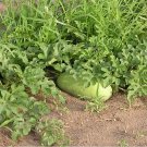 Exclusive 20 Seeds Charleston Grey red Watermelon Heirloom beautiful pale green skin melon Exclusive 20 Seeds Charleston Grey red Watermelon Heirloom beautiful pale green skin melon