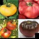 Premium Combo Brandywine YELLOW RED BLACK PINK Tomato 30 SEEDS Ea Rare Beefsteak Slicing Premium Combo Brandywine YELLOW RED BLACK PINK Tomato 30 SEEDS Ea Rare Beefsteak Slicing