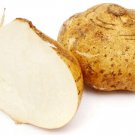 Best-Selling Jicama Mexican Yam Bean 5 Seeds Pachyrhizus Erosus Heirloom Rare Sweet & Crunchy