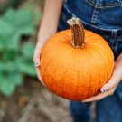 Exclusive Small Sugar Pumpkin best Pie or Carving prolific vines Heirloom Exclusive Small Sugar Pumpkin best Pie or Carving prolific vines Heirloom