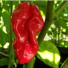 New Arrival 20 seeds Red Devils Tongue Hot pepper Extreme Rare Heirloom Chile just WICKED!