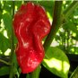 New Arrival 20 seeds Red Devils Tongue Hot pepper Extreme Rare Heirloom Chile just WICKED!