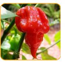 Exclusive 2.3 Grams Trinidad Scorpion Butch T chili powder Extremely HOT pepper spice RARE Exclusive 2.3 Grams Trinidad Scorpion Butch T chili powder Extremely HOT pepper spice RARE