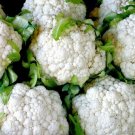 Premium Cauliflower Seeds Snowball Y Improved Heirloom Garden vegetable Premium Cauliflower Seeds Snowball Y Improved Heirloom Garden vegetable