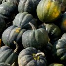 Limited Edition Table King Acorn Winter Squash Bush Heirloom Sweet Beautiful Bulk Limited Edition Table King Acorn Winter Squash Bush Heirloom Sweet Beautiful Bulk