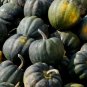 Limited Edition Table King Acorn Winter Squash Bush Heirloom Sweet Beautiful Bulk