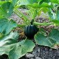 Limited Edition Table King Acorn Winter Squash Bush Heirloom Sweet Beautiful Bulk