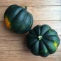 Limited Edition Table King Acorn Winter Squash Bush Heirloom Sweet Beautiful Bulk