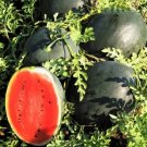 Limited Edition Black Diamond Watermelon Seeds Tough rind! Large fruits! up to 125 lbs! Limited Edition Black Diamond Watermelon Seeds Tough rind! Large fruits! up to 125 lbs!