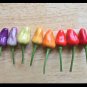 Top-Quality Numex Twilight Hot pepper Heirloom Container Rare ornamental