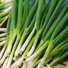 Limited Edition White Lisbon Bunching Onion Green Scallions Spring Salad Garden Limited Edition White Lisbon Bunching Onion Green Scallions Spring Salad Garden