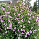Best-Selling Hibiscus Minerva Rose of Sharon Flower Beautiful Pink Shades Best-Selling Hibiscus Minerva Rose of Sharon Flower Beautiful Pink Shades