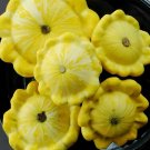 New Arrival Yellow Bush Scallops Summer Squash Golden Custard Patty Pan