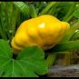 New Arrival Yellow Bush Scallops Summer Squash Golden Custard Patty Pan