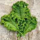New Arrival Green Wave Mustard s Tender Cold Hardy Sharp & Spicy! Micro Greens! New Arrival Green Wave Mustard s Tender Cold Hardy Sharp & Spicy! Micro Greens!