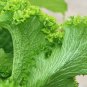 New Arrival Green Wave Mustard s Tender Cold Hardy Sharp & Spicy! Micro Greens!