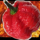 New Arrival 10 Seeds RED BORG Extreme Hot pepper SUPER RARE!! Naglah x Bubblegum 7 pot cross