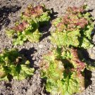 Premium PRIZEHEAD Loose Leaf Lettuce Bulk Fast grower 45 days