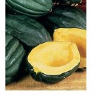 Premium Table Queen Acorn Squash Bush Winter Heirloom Beautiful Fruit Garden Premium Table Queen Acorn Squash Bush Winter Heirloom Beautiful Fruit Garden