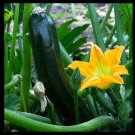 Top-Quality Zucchini Seeds Black Beauty Round Grey Tatume Spineless Green Summer Squash Top-Quality Zucchini Seeds Black Beauty Round Grey Tatume Spineless Green Summer Squash