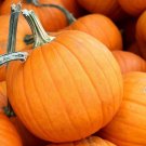 Best-Selling Small Sugar Pumpkin 10 Seeds best for Pies! or Carving prolific vines Heirloom