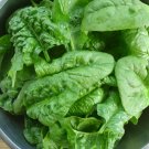 Exclusive Bloomsdale Spinach Longstanding Slow bolt Heirloom Non-GMO Exclusive Bloomsdale Spinach Longstanding Slow bolt Heirloom Non-GMO