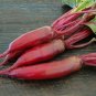 Top-Quality Cylindra Long Red Beet root Sweet & Delicious MORE SLICES