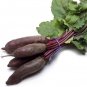 Top-Quality Cylindra Long Red Beet root Sweet & Delicious MORE SLICES