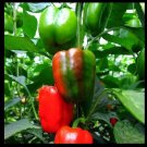 Limited Edition California Wonder Bell pepper Red Green Heirloom Large Sweet Limited Edition California Wonder Bell pepper Red Green Heirloom Large Sweet