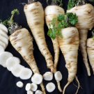 Premium Harris Model Parsnip Seeds Heirloom Early good storage Hardy Nutty Premium Harris Model Parsnip Seeds Heirloom Early good storage Hardy Nutty