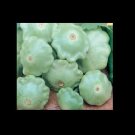 New Arrival 10 Seeds Lunar Eclipse Patty Pan Scallops Summer Squash F1 Hybrid
