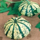 Top-Quality Summer Squash Partial Eclipse 10 Seeds Mini Pumpkin Hybrid Rare Patty Pan Winter