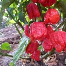 New Arrival Large Carolina Reaper 10 seeds Super Hot Gigantic Pods! Guinness World Record!