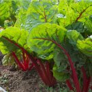 Limited Edition Ruby Red Swiss Chard Heirloom silverbeet Heirloom Bulk Wholesale Limited Edition Ruby Red Swiss Chard Heirloom silverbeet Heirloom Bulk Wholesale