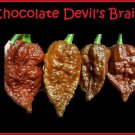Top-Quality 15 seeds Chocolate Devil's Brain super RARE! Extreme Hot Pepper Great for Powder Top-Quality 15 seeds Chocolate Devil's Brain super RARE! Extreme Hot Pepper Great for Powder