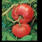 Limited Edition Brandywine RED Tomato Heirloom Open Pollinated Non-GMO Big