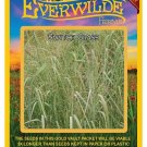 Best-Selling 1000 Switch Grass Native Grass Seeds Best-Selling 1000 Switch Grass Native Grass Seeds