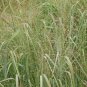 Best-Selling 1000 Switch Grass Native Grass Seeds