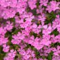 Top-Quality 2000 Nodding Catchfly Wildflower Seeds