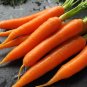New Arrival 2000 Danvers Carrot Seeds