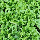 New Arrival 1 Lb Oakleaf Leaf Lettuce Seeds New Arrival 1 Lb Oakleaf Leaf Lettuce Seeds