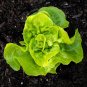 New Arrival 1000 Tom Thumb Leaf Lettuce Seeds